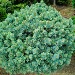 Ель колючая «Брунек» (Brynek) 30см
