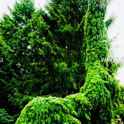 Ель «Picea Pendula bruns» плакучая 40-50см