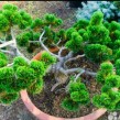Сосна горная «Якобсен» (Pinus mugo jakobsen) с зкс - превью 1